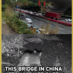Shenzhen_s_Wildlife_Bridge_Reconnects_Nature_Amid_Urban_Growth video poster