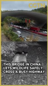 Shenzhen_s_Wildlife_Bridge_Reconnects_Nature_Amid_Urban_Growth video poster