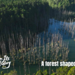 Shuiyang_Forest__Taiwan_s_Earthquake_Crafted_Wonder video poster