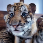 Siberian_Tiger_Cubs_Thrive_in_Northeast_China_s_Conservation_Milestone video poster