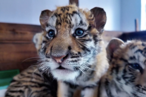 Siberian_Tiger_Cubs_Thrive_in_Northeast_China_s_Conservation_Milestone video poster