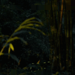 Sichuan_s_Fireflies_Illuminate_Spring_Nights_After_Successful_Restoration