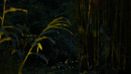 Sichuan_s_Fireflies_Illuminate_Spring_Nights_After_Successful_Restoration