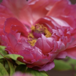 Sichuan_s_Peony_Season_Blooms_into_a_Cultural_and_Economic_Highlight video poster