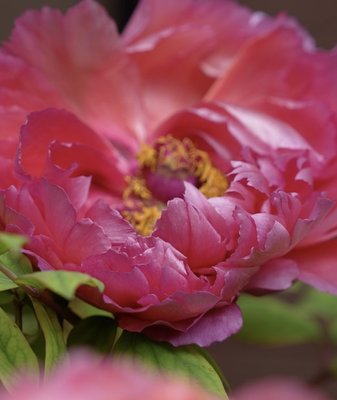 Sichuan_s_Peony_Season_Blooms_into_a_Cultural_and_Economic_Highlight video poster