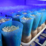 Smart_Indoor_Farming_Boosts_Mushroom_Yields_in_Eastern_China