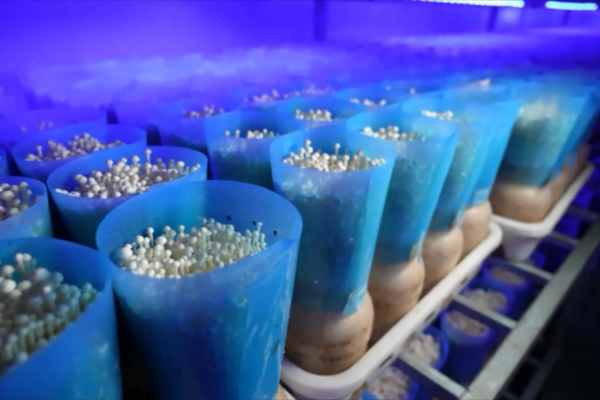 Smart_Indoor_Farming_Boosts_Mushroom_Yields_in_Eastern_China