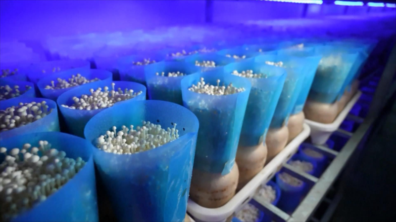 Smart_Indoor_Farming_Boosts_Mushroom_Yields_in_Eastern_China - Khabar Asia Smart_Indoor_Farming_Boosts_Mushroom_Yields_in_Eastern_China