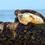 Spotted_Seals_Thrive_in_Changdao_Waters_During_2026_Migration_Peak video poster