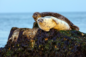 Spotted_Seals_Thrive_in_Changdao_Waters_During_2026_Migration_Peak video poster