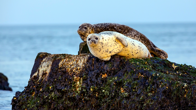 Spotted_Seals_Thrive_in_Changdao_Waters_During_2026_Migration_Peak video poster