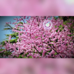 Spring_Blooms_Transform_Beijing_s_Jingshan_Park_into_Floral_Haven video poster