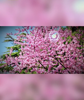 Spring_Blooms_Transform_Beijing_s_Jingshan_Park_into_Floral_Haven video poster