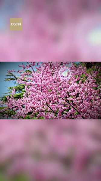 Spring_Blooms_Transform_Beijing_s_Jingshan_Park_into_Floral_Haven_poster - Khabar Asia Spring_Blooms_Transform_Beijing_s_Jingshan_Park_into_Floral_Haven video poster