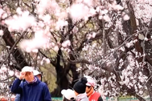 Spring_Blooms_Transform_Nyingchi_s_Galai_Village_into_Pink_Paradise video poster