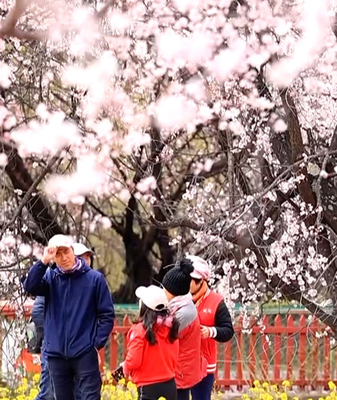 Spring_Blooms_Transform_Nyingchi_s_Galai_Village_into_Pink_Paradise video poster