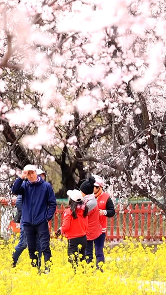 Spring_Blooms_Transform_Nyingchi_s_Galai_Village_into_Pink_Paradise video poster