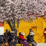 Spring_Blossoms_Paint_Potala_Palace_in_Vibrant_Hues - Khabar Asia Spring_Blossoms_Paint_Potala_Palace_in_Vibrant_Hues