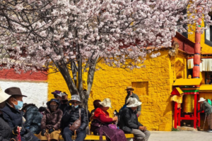 Spring_Blossoms_Paint_Potala_Palace_in_Vibrant_Hues
