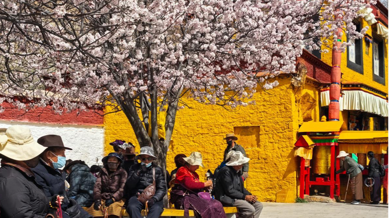 Spring_Blossoms_Paint_Potala_Palace_in_Vibrant_Hues