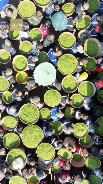 Spring_in_a_Cup__Asia_s_Seasonal_Beverage_Trends_Bloom_in_2026 video poster