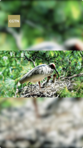 Spring_s_Breeding_Boom__Asia_s_Wildlife_Thrives_in_2026 video poster