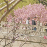 Suzhou_s_Spring_Awakening__A_Timeless_Dance_of_Light_and_Blossoms