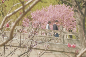 Suzhou_s_Spring_Awakening__A_Timeless_Dance_of_Light_and_Blossoms