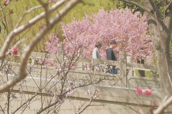 Suzhou_s_Spring_Awakening__A_Timeless_Dance_of_Light_and_Blossoms