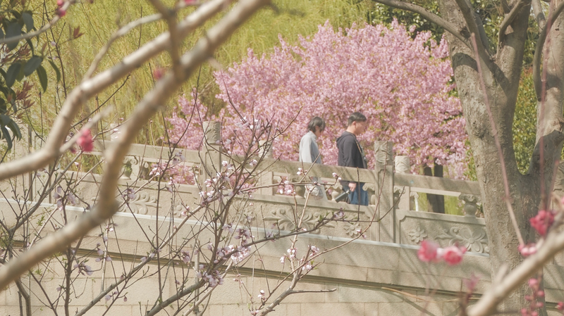 Suzhou_s_Spring_Awakening__A_Timeless_Dance_of_Light_and_Blossoms