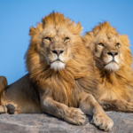 Tanzania_s_Lion_Population_Hits_Record_17_000__Leading_Global_Conservation_Efforts