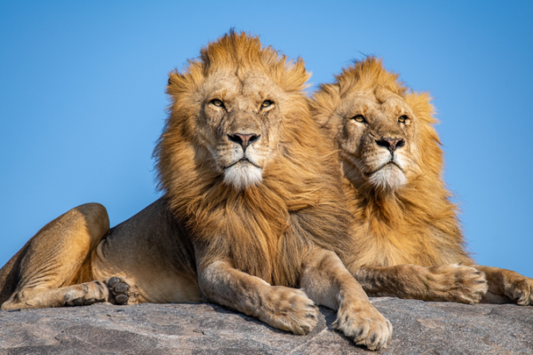 Tanzania_s_Lion_Population_Hits_Record_17_000__Leading_Global_Conservation_Efforts