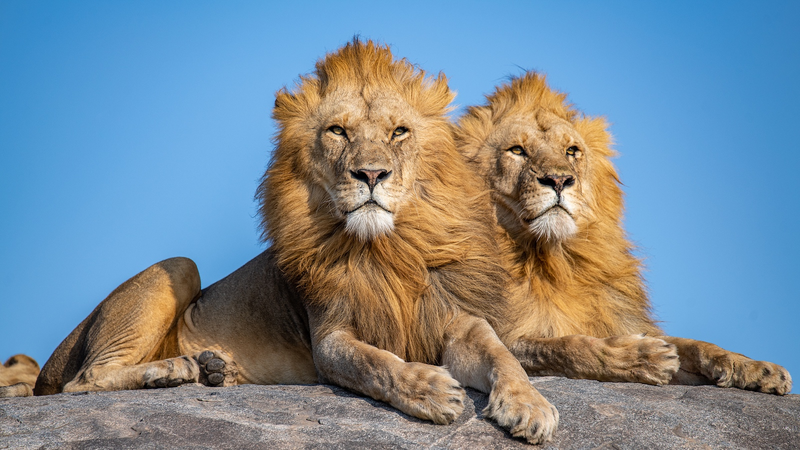 Tanzania_s_Lion_Population_Hits_Record_17_000__Leading_Global_Conservation_Efforts