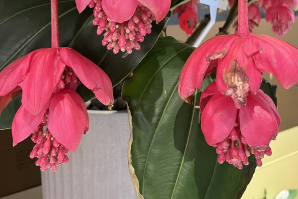 Tropical_Blooms_Transform_Beijing_s_Beihai_Park_with_Southern_Flair