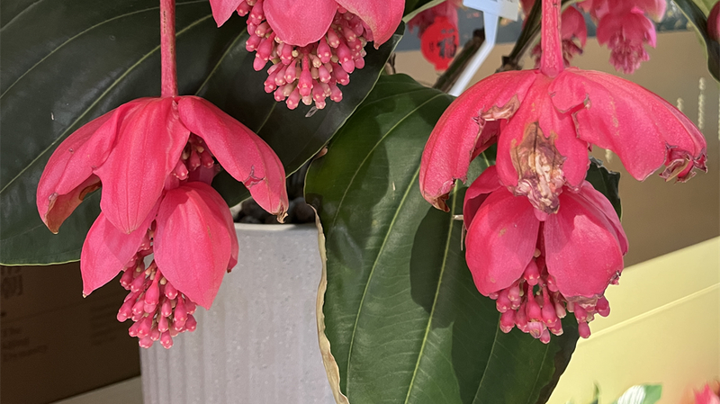 Tropical_Blooms_Transform_Beijing_s_Beihai_Park_with_Southern_Flair