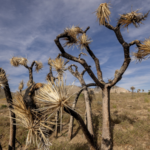 US_Drought_Sparks_Global_Concerns_Over_Wildfires_and_Food_Prices