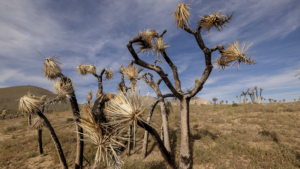 US_Drought_Sparks_Global_Concerns_Over_Wildfires_and_Food_Prices