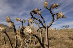 US_Drought_Sparks_Global_Concerns_Over_Wildfires_and_Food_Prices