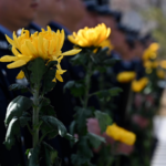 Urumqi_Honors_Ancestors_in_Qingming_Festival_Traditions video poster