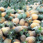 Wenchang_Pineapples_Sweeten_Rural_Revival_in_Hainan