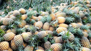 Wenchang_Pineapples_Sweeten_Rural_Revival_in_Hainan