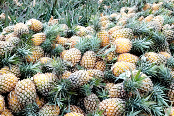 Wenchang_Pineapples_Sweeten_Rural_Revival_in_Hainan