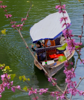 West_Lake_Blooms__Hangzhou_s_Spring_Tourism_Surges_in_2026 video poster