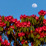 World_s_Largest_Azalea_Forest_Unveils_2026_Spring_Bloom_Spectacle - Khabar Asia World_s_Largest_Azalea_Forest_Unveils_2026_Spring_Bloom_Spectacle