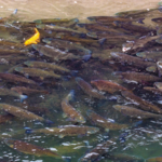 Yangtze_River_Ecosystems_Rebound_Under_Decade_Long_Fishing_Ban