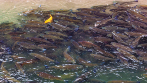 Yangtze_River_Ecosystems_Rebound_Under_Decade_Long_Fishing_Ban