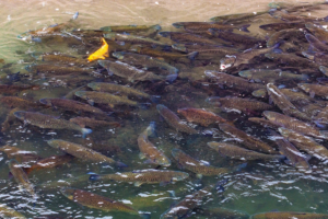 Yangtze_River_Ecosystems_Rebound_Under_Decade_Long_Fishing_Ban