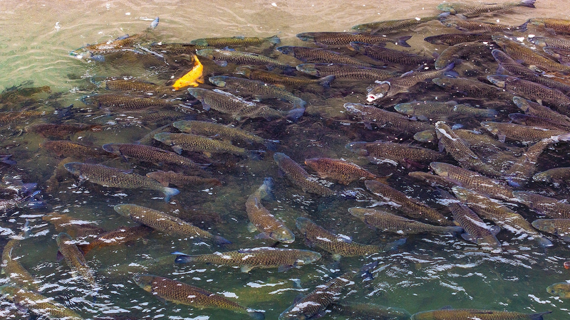 Yangtze_River_Ecosystems_Rebound_Under_Decade_Long_Fishing_Ban