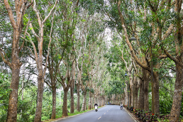 From_Waste_to_Wonder__Eucalyptus_Bark_Transformed_into_Pollution_Fighting_Material
