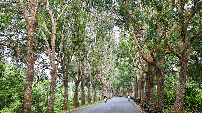 From_Waste_to_Wonder__Eucalyptus_Bark_Transformed_into_Pollution_Fighting_Material